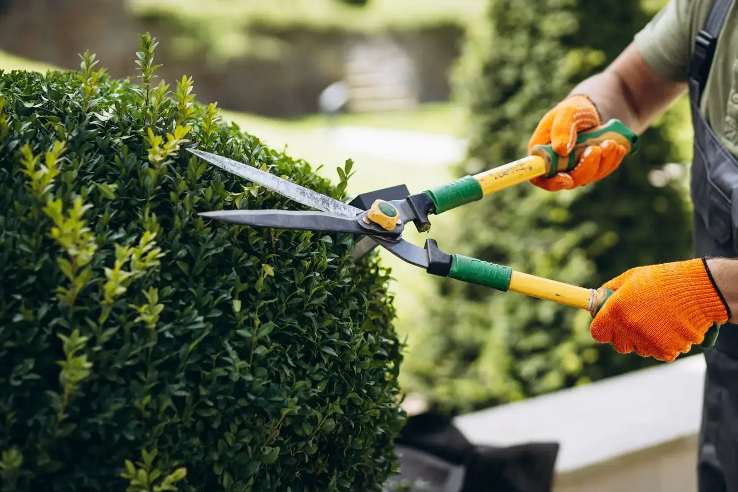 Gardener with orange gloves trimming green hedge with large shears for Acals NDIS yard maintenance services for aged care participants in Australia
